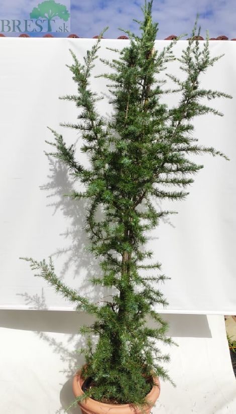 Cedrus deodara